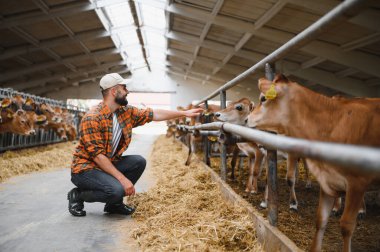 Çiftçi ahırın içinde Jersey sığırlarına bakıyor, çitin içinden usulca ineklere dokunuyor ve sağlıklarını koruyor.