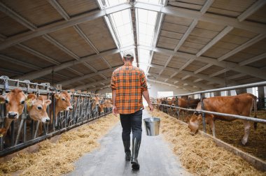 Çiftçi, elinde metal bir kovayla ahırın koridorunda yürüyor. Jersey ineklerini samanla besleyecek.