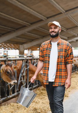 Ahırda, tarım ve tarım endüstrisinde Jersey sığırlarının yanında yürüyen gülen bir çiftçi.