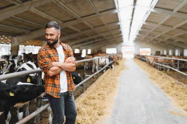 Kendine güvenen çiftçi, sığırlarıyla çevrili bir ahırda durup saman yerken kollarını kavuşturup gülümsüyor.