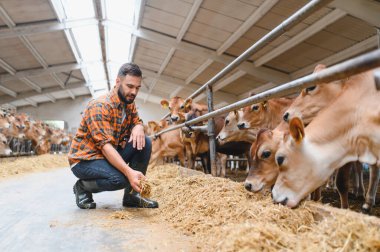 Genç çiftçi, çiftlikteki bir ahırda Jersey sığırlarına çömelmiş ve otları besliyor. Bu da çiftlik hayvanlarına olan bağlılığını gösteriyor.