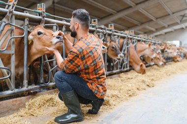 Çiftçi modern bir ahırda bir forma ineğini okşuyor, çiftlik hayvanlarını ve hayvan sağlığını bir mandırada sergiliyor.