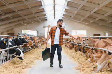 Çiftçi, çiftliğin ahırında Jersey sığırlarına bakıyor, kürek tutuyor ve inekleri okşuyor.