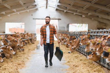 Çiftçi elinde kürekle bir ahırda yürüyordu. Bir yandan Jersey sığırlarıyla ilgilenirken diğer yandan samanların tadını çıkarıyordu.