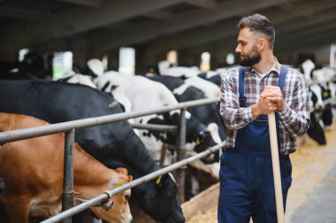 Ahırda duran çiftçi, elinde yabayla kırsal alanda huzur içinde yemek yiyen inekleri seyrediyor.