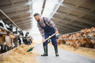 Çiftçi, çiftlikteki ahırlarda ineklere saman dağıtırken yabası kullanıyor, çiftlik hayvanlarının doğru beslenmesini sağlıyor.