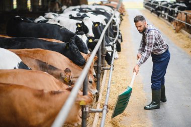 Kürek kullanan çiftçi ahırdaki ineklere yem dağıtıyor, verimli çiftlik hayvanları yönetimi ve sürdürülebilir tarım uygulamalarını vurguluyor