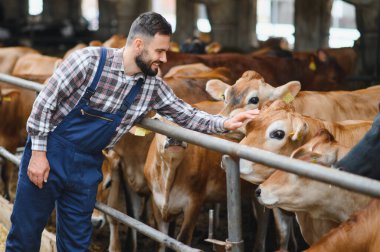 Süt çiftliğindeki ahırda Jersey sığırlarına bakan gülen çiftçi sürdürülebilir tarım ve çiftlik hayvanları yönetimini temsil ediyor.