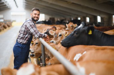 Genç çiftçi, bir mandıra çiftliğindeki modern bir ahırda Jersey ineklerini nazikçe okşayarak çiftlik hayvanlarıyla kırsal alanda bağ kuruyor.