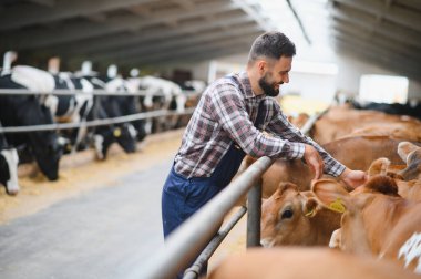 Genç çiftçi, gelişmekte olan bir tarım çiftliğinde modern bir inek ahırında bir grup formalı ineği nazikçe okşuyor.