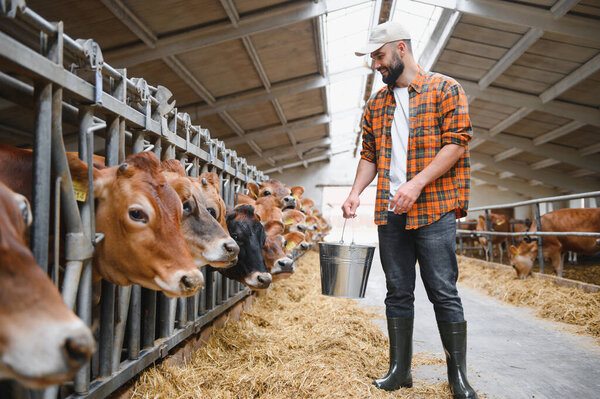 Cowherd кормление скота в конюшне с металлическим ведром, подчеркивая повседневную рутину сельского хозяйства и сельского хозяйства