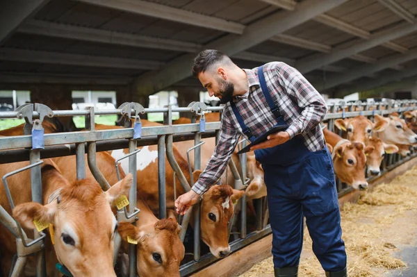 Modern bir ahırda Jersey inekleriyle ilgilenirken dijital tablet kullanan çiftçi tarım teknolojisini sergiliyor.
