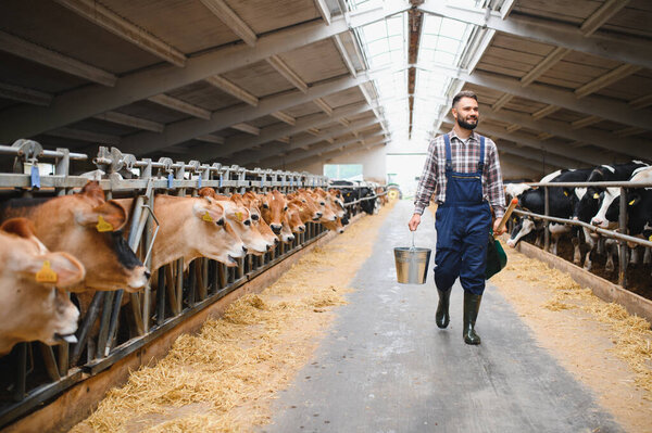 Фермер идет по амбару с ведром и лопатой, а молочные коровы Джерси и Гольштейна питаются сеном в стойлах с обеих сторон.