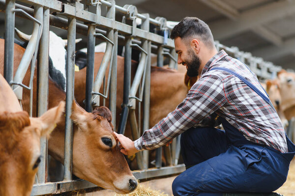 Young farmer caressing jersey cow's head in cowshed, showcasing connection between human and animal in agriculture