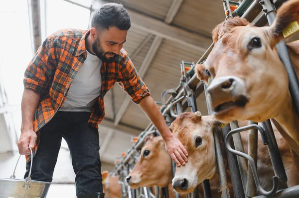 Çiftçi, elinde metal kovayla ahırda Jersey sığırlarını okşarken kırsal alanda hayvanlarla bağ kuruyor.