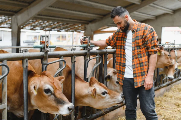 Genç çiftçi modern bir ahırda çalışıyor, Jersey ineklerini yönetiyor ve besliyor, yüksek kalitede süt ve hayvan refahı sağlıyor.