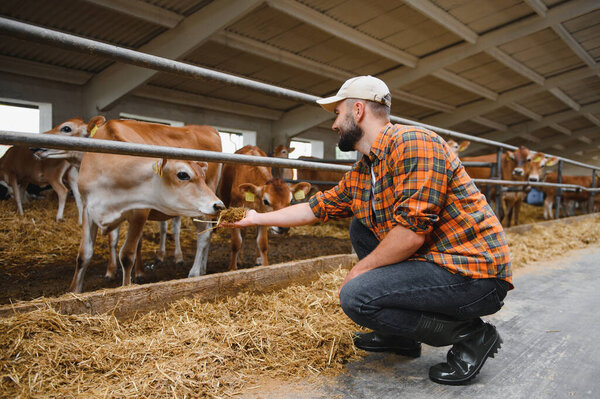 Фермер приседает, кормит коров в сарае, демонстрирует преданность защите животных и устойчивые методы ведения сельского хозяйства.