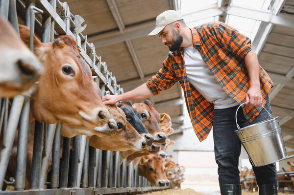 Фермер гладит коров в сарае, демонстрирует уход за животными и животноводство в современном сельском хозяйстве
