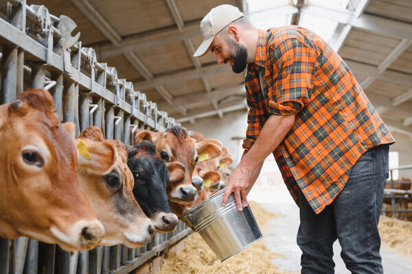 Молодой фермер улыбается, кормя группу коров в уютном коровнике, используя металлическое ведро, наполненное свежим сеном и соломой
