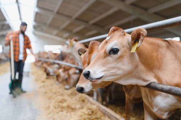Jersey cows munching on hay in the cowshed while the farmer tends to their needs, showcasing a harmonious rural farming scene