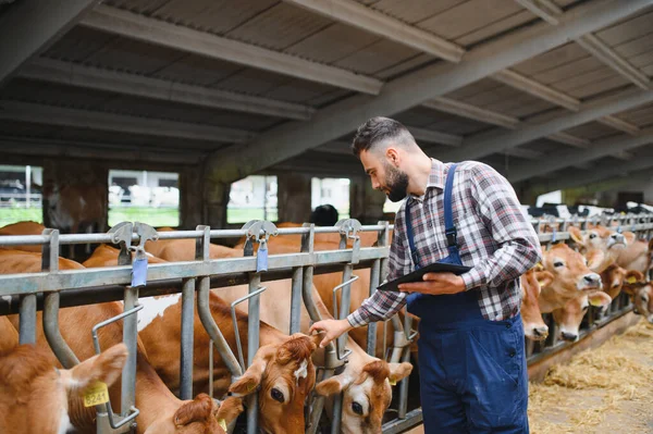 Modern bir ahırda Jersey inekleriyle ilgilenirken dijital tablet kullanan çiftçi, tarım ve çiftlik hayvanları yönetiminde teknoloji sergiliyor