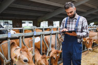 Modern bir çiftlikte dijital tabletle inekleri idare eden çiftçi, teknolojiyi verimli çiftlik hayvanları bakımı için günlük tarım uygulamalarına entegre ediyor.