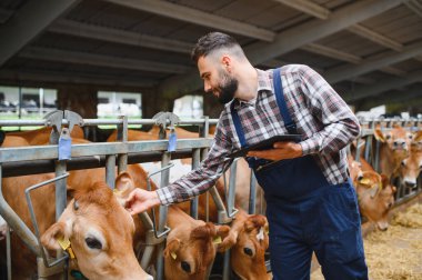 İnekleri incelerken dijital tablet kullanan çiftçi, teknoloji ve modern tarım arasındaki bağlantıyı gözler önüne seriyor