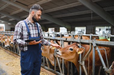 Çiftçi modern teknolojiyi kullanırken ahırda Jersey sığırlarına bakıyor, bir ineği şefkatle okşuyor.