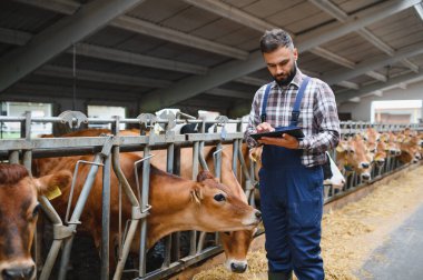 Modern bir ahırda inekleri izlerken dijital tablet kullanan çiftçi, verimli çiftlik hayvanları yönetimi için tarımda teknolojinin entegrasyonunu sergiliyor