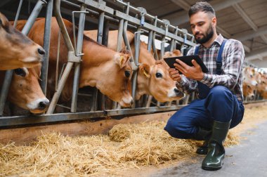 Çiftçi, inekleri izlemek için dijital tablet kullanırken çömeliyor samanların tadını çıkarıyor, modern teknolojiyi geleneksel tarım uygulamalarıyla harmanlıyor.