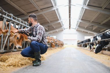 Dijital tablet kullanan ve modern bir mandıra çiftliğinde inekleri inceleyen çiftçi, verimli çiftlik hayvanları yönetimi için tarımda teknolojinin entegrasyonunu gösteriyor