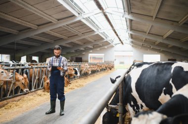 Modern ahırda ineklere bakarken dijital tablet kullanan çiftçi, çiftlik hayvanlarını ve tarım ürünlerini yönetiyor