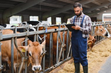 Çiftçi inek ahırındaki inekleri incelerken pano kullanıyor, verimli çiftlik hayvanları yönetimi ve hayvan refahını sağlıyor