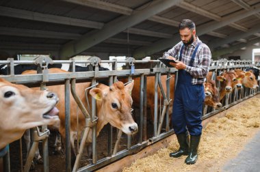 Tulum ve lastik çizme giyen çiftçi, bir çiftlikteki ahırın içindeki Jersey sığırlarının sağlığını not alıyor.