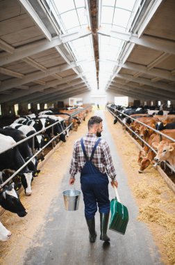 Kova ve kürek taşıyan çiftçi modern süt çiftliğinde inek ahırında yürüyor, çiftlik hayvanlarına bakıyor.