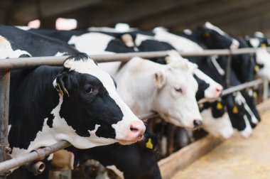 Siyah ve beyaz inekler bir inek ahırında duruyor ve saman yiyor, modern süt ürünlerini veya sığır çiftçiliğini temsil ediyorlar.