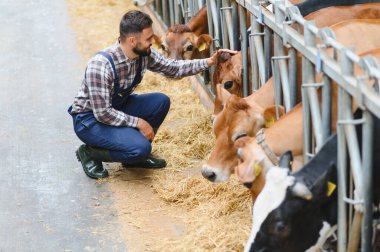 Çiftçi çömelmiş ve Jersey ineklerini evcilleştiriyor. Ahırlarında, modern mandıra çiftçiliği uygulamalarında ve hayvan refahında.