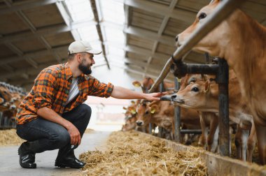 Genç çiftçi ahırın içinde Jersey sığırlarını okşarken mandıra ortamında insan ve çiftlik hayvanı arasındaki bağı gözler önüne seriyor.