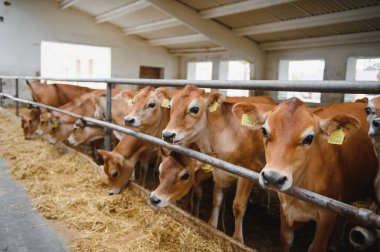 Çağdaş bir mandıra çiftliğinde samanla beslenen bir grup formalı buzağı sürüsü sürdürülebilir tarım ve çiftlik hayvanları yönetimini temsil ediyor.