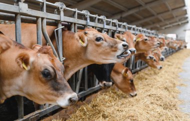 Jersey inekleri modern bir mandıra çiftliğinde samanlıkta besleniyor, sürdürülebilir tarım ve çiftlik hayvanları yönetimini temsil ediyorlar.
