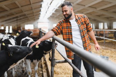 Gülümseyen çiftçi çiftlik hayvanlarının çiftliğinde inek ahırında elinde metal kovayla siyah beyaz inekleri okşuyor.