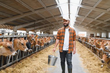 Genç çiftçi ahırın içinde elinde metal kovayla yürüyor, gülümsüyor ve etrafına bakıyor, saman yiyen ineklerle.