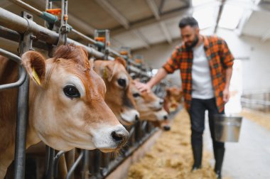 Metal kovayı tutarken ahırın içinde Jersey ineklerini nazikçe okşayan kırsal kesimdeki çiftçilik yaşamında bakım ve bağlantıyı gösteren bir yer.