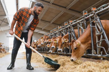 Çiftçi, modern bir ahırın içindeki bir sıra formalı ineğe saman dağıtmak için kürek kullanıyor. Sorumlu hayvan bakımı ve sürdürülebilir tarım uygulamaları sergiliyor.
