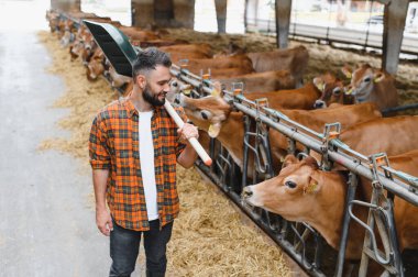 Genç çiftçi omzunda kürekle yürüyor, Jersey sığırlarının yanından geçiyor kırsal kesimdeki bir ahırda saman yiyor.