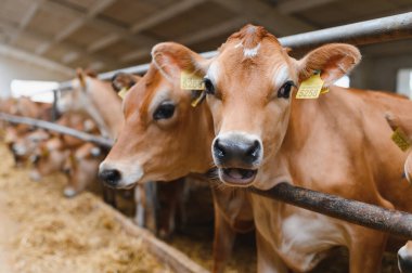 Jersey süt inekleri modern bir ahırda saman çiğniyor, sürdürülebilir tarım ve çiftlik hayvanları yetiştiriciliği uygulamaları sergiliyor.