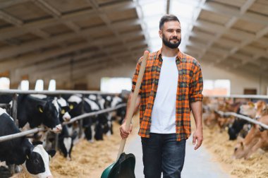 Çiftçi omuzlarında bir kürekle ahırda yürüyor, bir mandıra çiftliğindeki hayvanların sağlığını ve iyiliğini kontrol ediyor.
