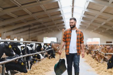 Genç çiftçi ahırda yürüyor ve gülümsüyor, elinde kürekle, modern bir ahırda ineklerine ve buzağılarına bakıyor.