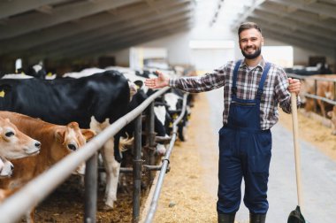 Gülümseyen çiftçi bir kürek tutuyor ve gururla ahırın içinde inekleri gösteriyor, kırsal tarım ve çiftlik hayvanı bakımının ruhunu somutlaştırıyor.