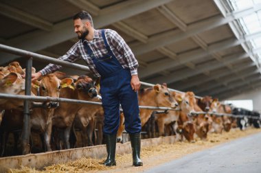 Neşeli çiftçi geniş bir ahırda inekleri okşuyor, sürdürülebilir tarıma adanmış modern, gelişen bir çiftlikte çiftlik hayvanlarını besliyor.
